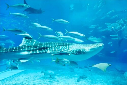美ら海水族館