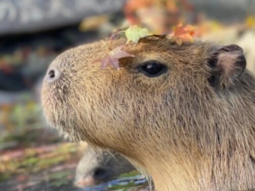 伊豆シャボテン動物公園