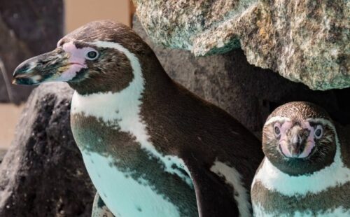 下田海中水族館