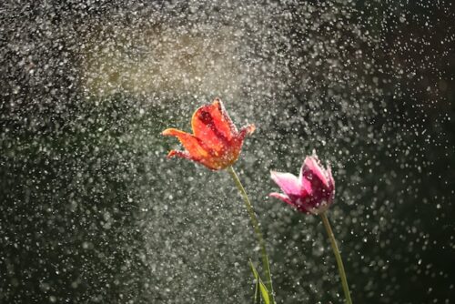 那須・雨の日観光