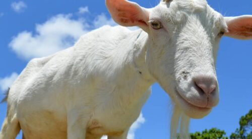 ネオパーク沖縄