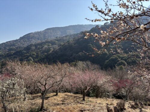 幕山公園