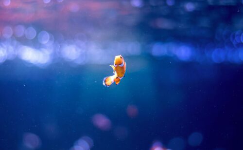 水族館・動物スポットに行くときのポイント