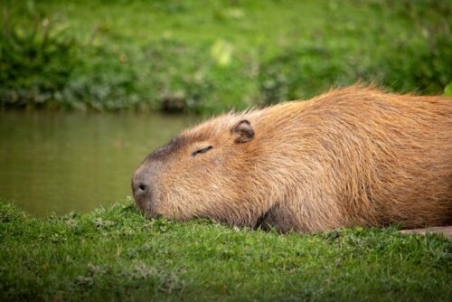 伊豆で赤ちゃんと行きやすい水族館・動物スポット5選