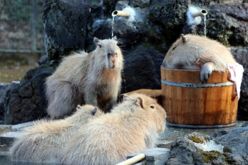 伊豆シャボテン動物公園