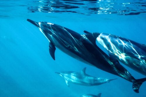 下田海中水族館