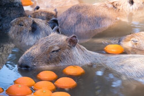伊豆シャボテン動物公園