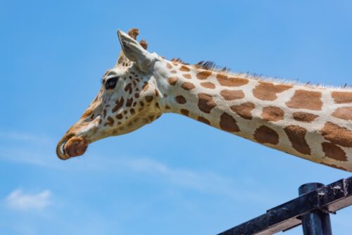 伊豆のおすすめ動物園