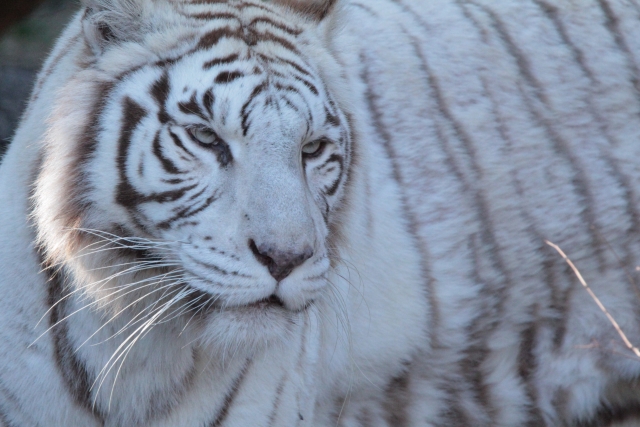 伊豆の動物園おすすめ