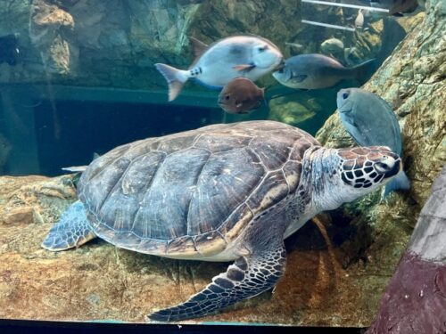 iZoo