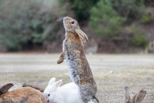 伊豆ぐらんぱる公園