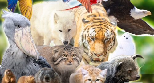 那須どうぶつ王国