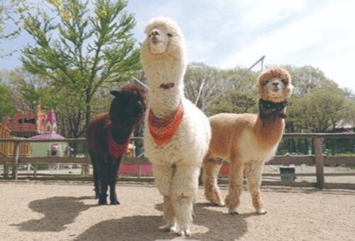 那須高原りんどう湖ファミリー牧場