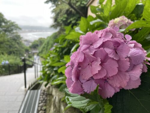 成就院のあじさい観光