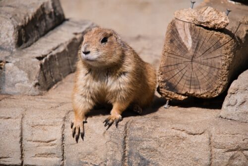 伊豆シャボテン動物公園