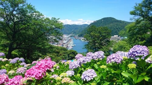 下田公園とあじさい