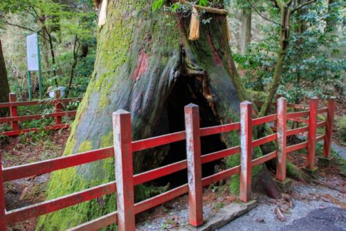箱根神社の安産杉