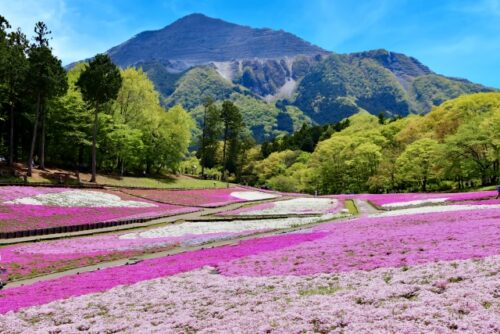 羊山公園（芝桜の丘）