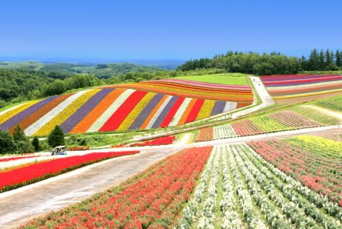 富良野・美瑛の花畑