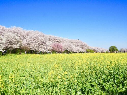 埼玉県