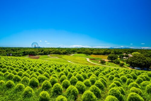 国営ひたち海浜公園
