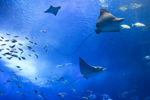 東京都|安産祈願から水族館まで