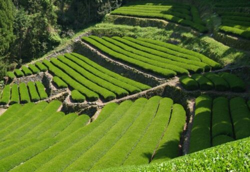 嬉野茶
