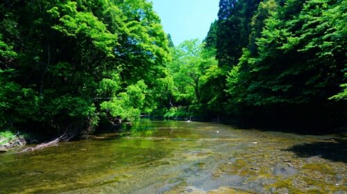 渓谷ならではの自然を楽しめる